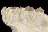 Oreodont (Merycoidodon) Jaw Section - South Dakota #154204-3